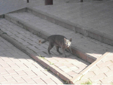 ���������� ����