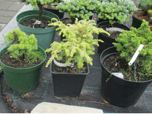 ����������� ������� ���������� 1800-����� �������� 1400-����� ������� 720