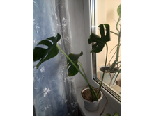 IMG 20150917 121439.jpg