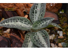 Goodyera biflora