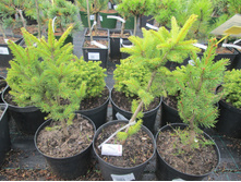 �.��.���������� ���������� 550