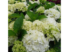 ��������� ������� 163�