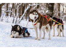 ���� - YUSTILIANNA S GOLUBOI ZVEZDI