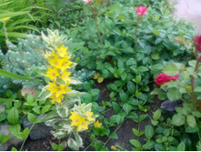 IMG 20150625 193611.jpg