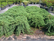 ������������ Wiltonii 20-25cm C2-10,10.jpg