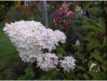 ��������� �����������