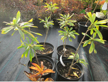 ������������ ����� 627