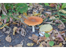 DSC07351.JPG