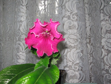 IMG 4513.JPG