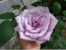 Twice in a Blue Moon-10,80.jpg