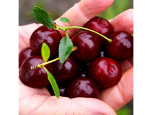 ����� ���������� ������ �����-�����