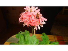 ���������� Priory Salmon (�������)