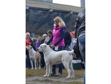 ������ ������