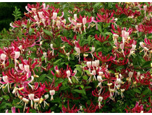 ��������� ��������+