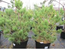 ����� �������� 1500