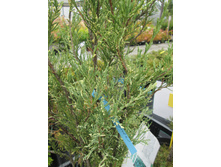 �����������-����