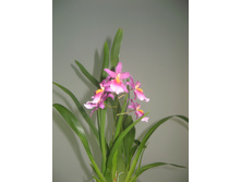 ������� ��������������