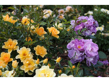 Gold Spice-10,80 (������).jpg