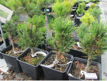 �.�.�������1500-2800