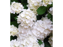 ��������� ����� ����� ����̣ 148�