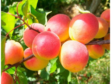 ������� ����������� �����-230�.jpg