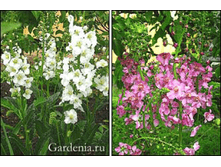 ��������� ���� 80��� ����, ���� �� ����������