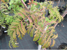 ������ ������ ����1500