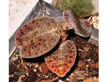 Dossinia marmorata