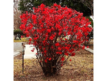 ���� ����� �������-138