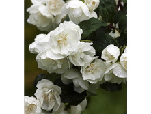 �������� ���������-144