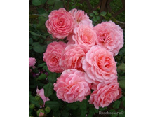 Tickled Pink 10,80.jpg