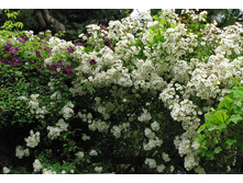 Rambling Rector-11,95.jpg