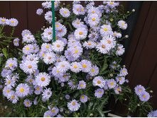 ����� �������