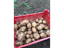 ���� ������ ����������