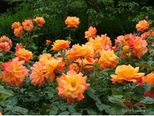 Pensionners Voice-10,80.jpg