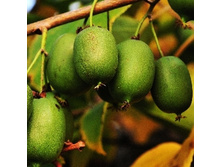 ��������� ������ ����� (������� ���)-222