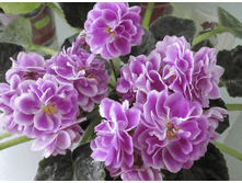 �� ��������� ������� (�.-����)