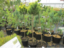 ���� �� ������ 2900