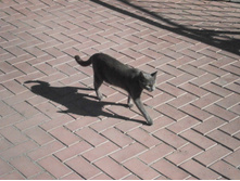 ���� � ������� �������� ������ �� ������.