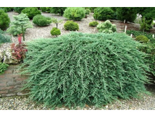 ������������ Glacier 20-25cm C2-10,10