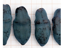 ��������� ���������.-191