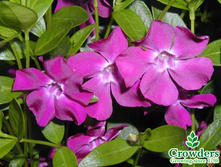 �������� ����� ������������-120