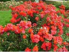 Fiesta Flamenca-7,74.jpg