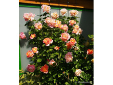 Isabelle Autissier-7,74.jpg