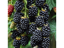 ������� �������.-161