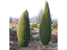 ������������ Compressa 20-30cm C2-20,70.jpg