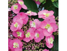 ��������� ������ �����-426