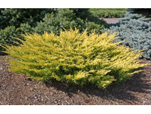 ������������ Limeglow 20-25cm C2-11,04.jpg