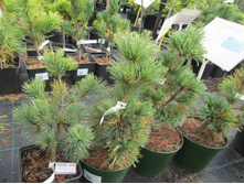 �.�.���.�����2100