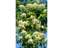 �������� ����� ����-251